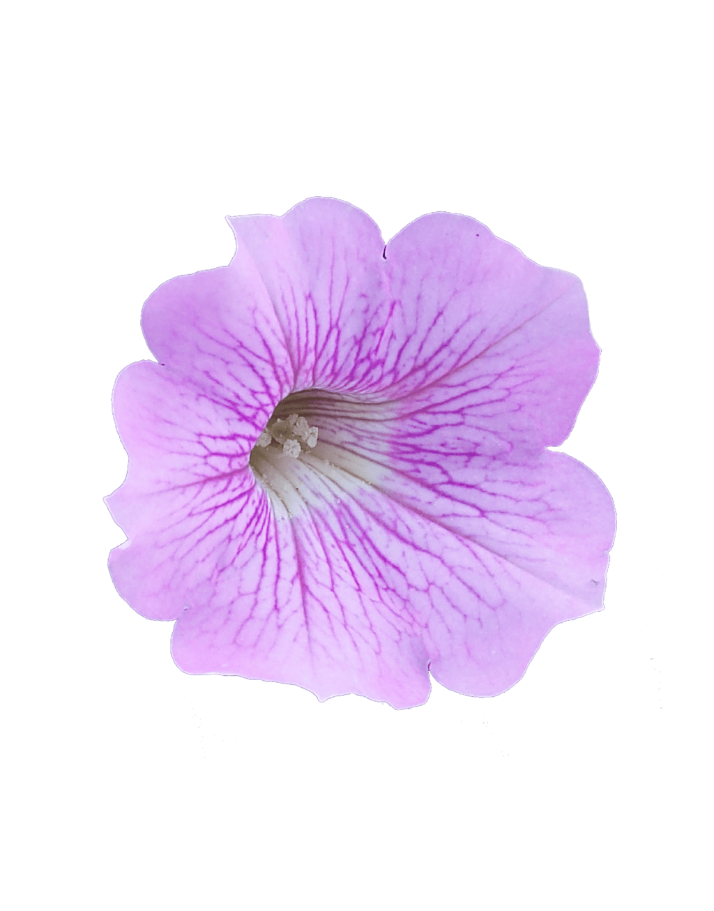 Petunia Surfinia Sweet Pink