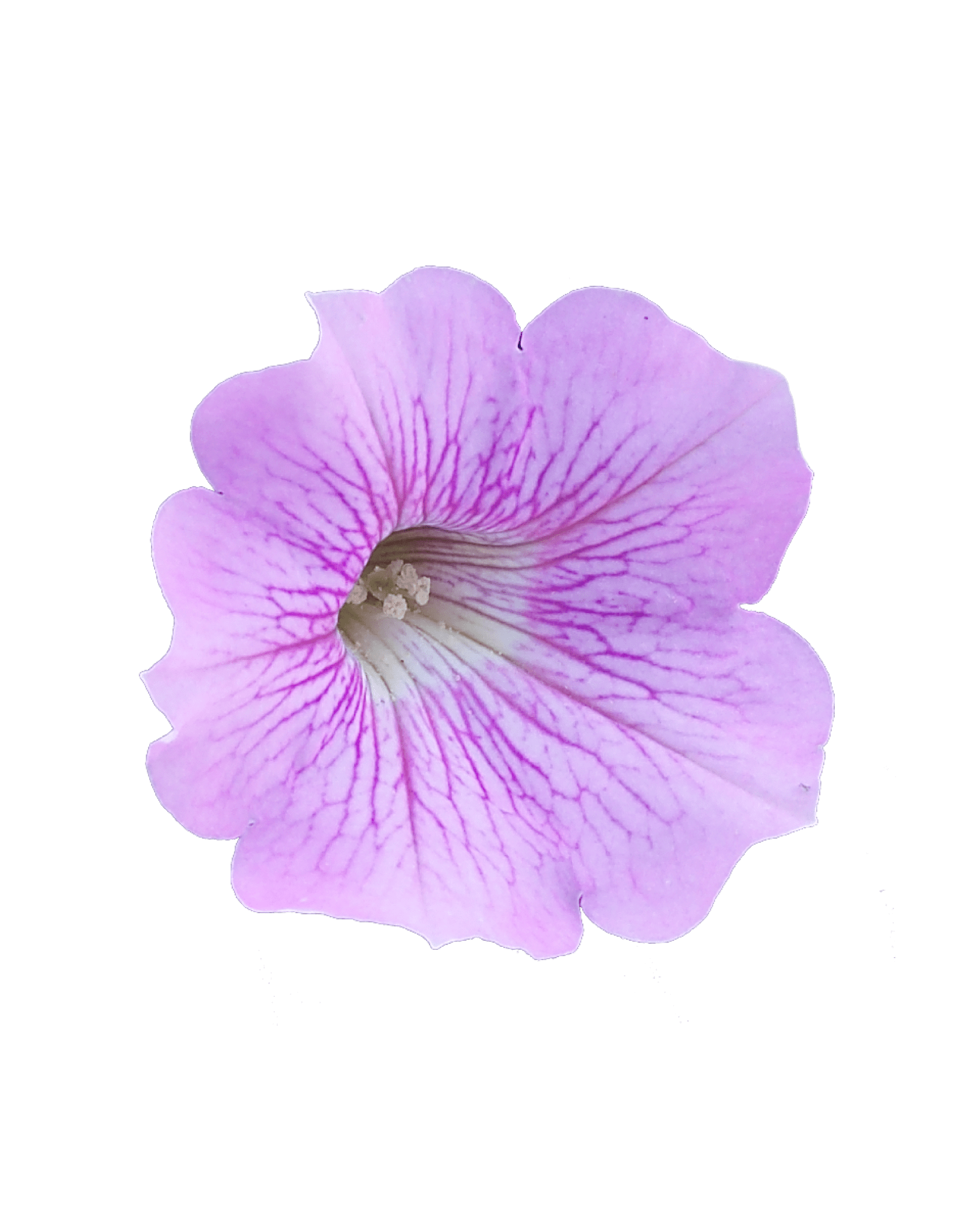Petunia Surfinia Sweet Pink