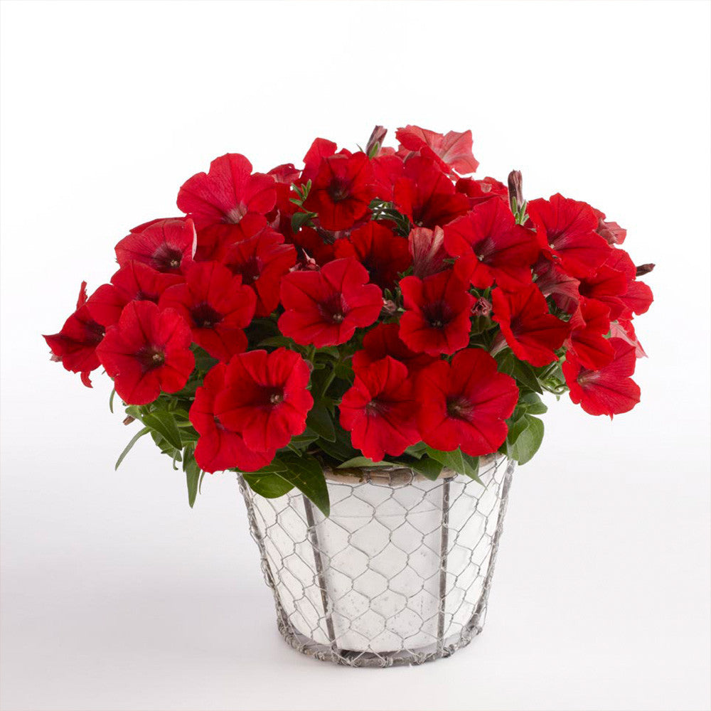 Petunia Surfina Deep Red