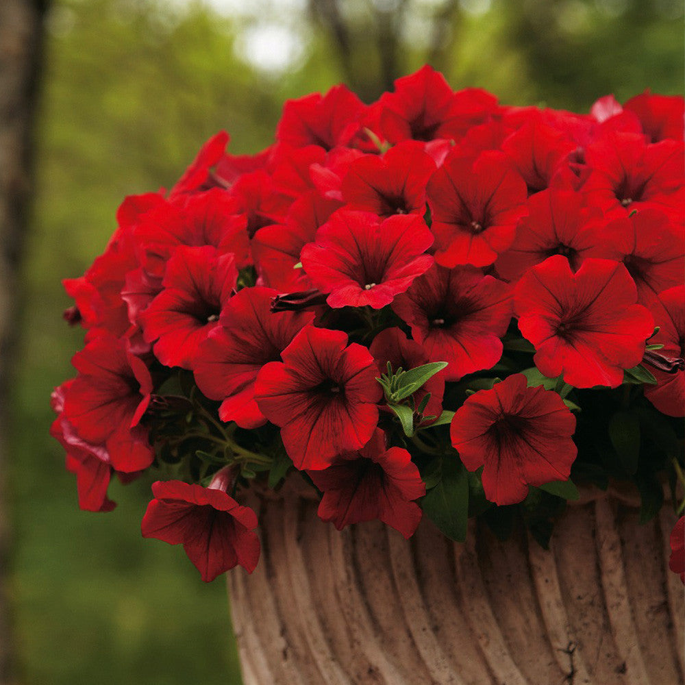 Petunia Surfina Deep Red