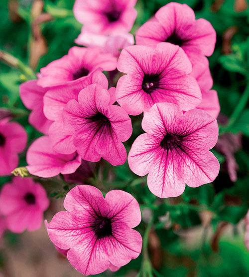 Petunia Sufinia Pink Vein 2006