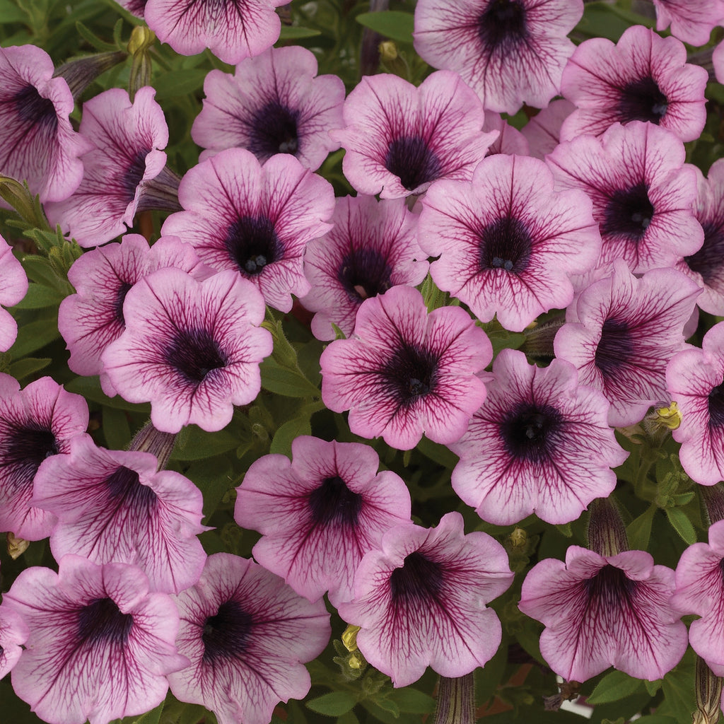 Petunia Sufinia Pink Vein 2006
