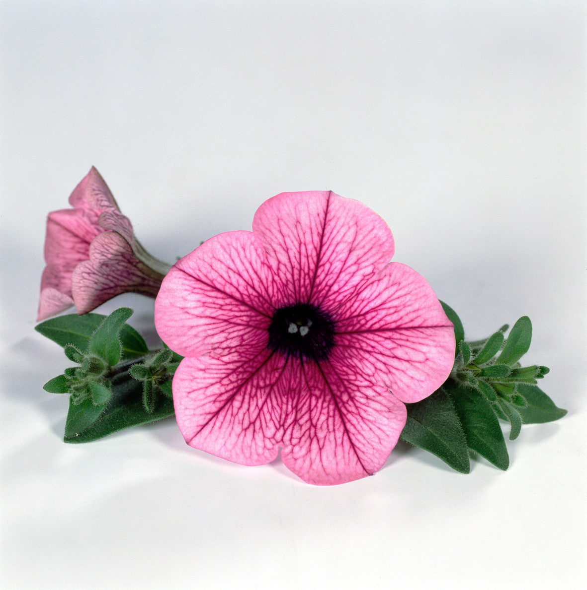 Petunia Sufinia Pink Vein 2006