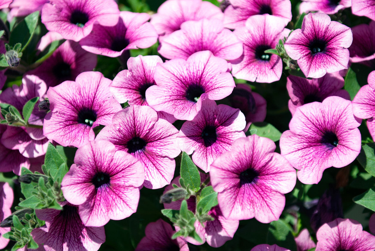 Petunia Sufinia Pink Vein 2006