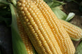 Sweetcorn Goldcrest