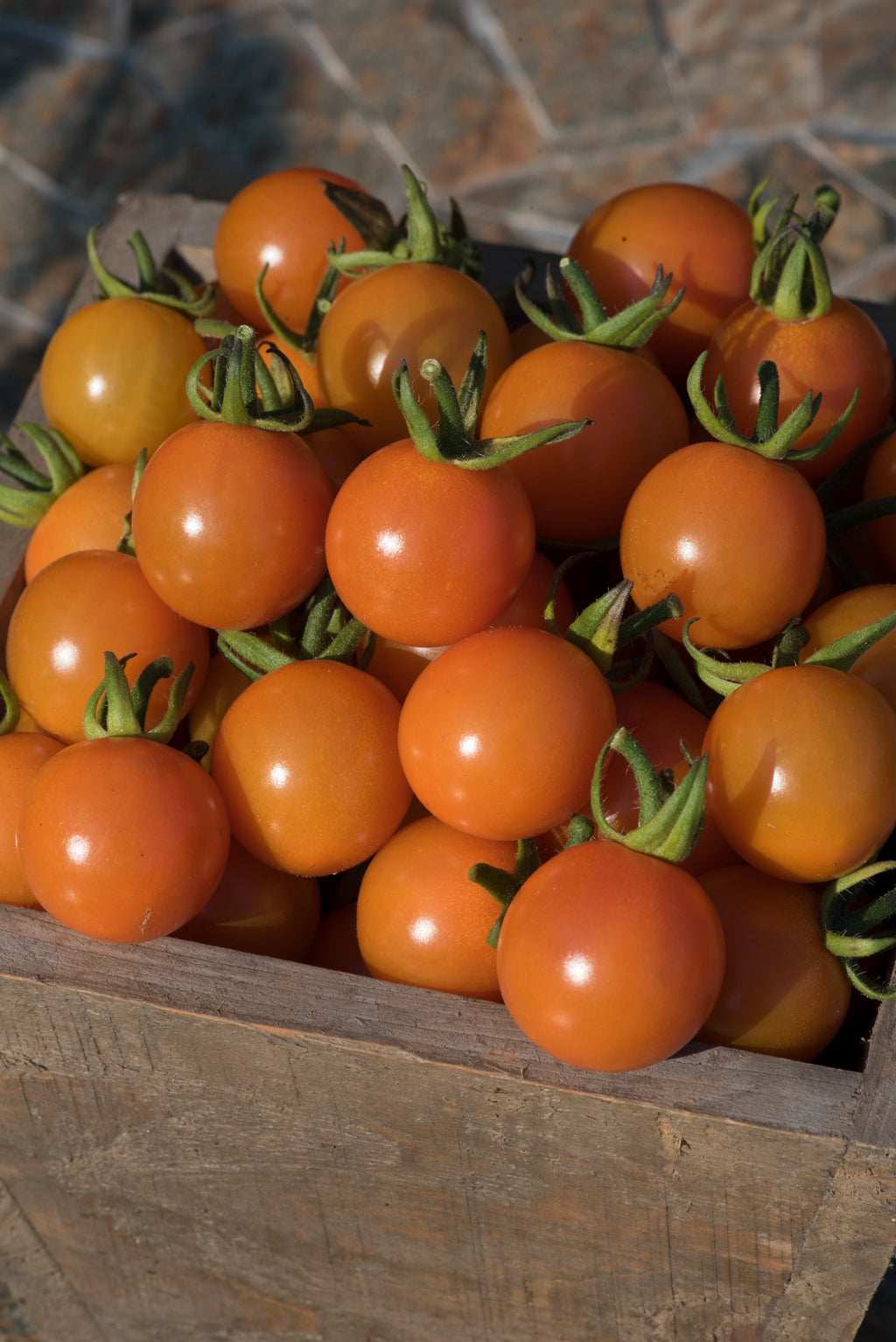 Tomato Honeycome