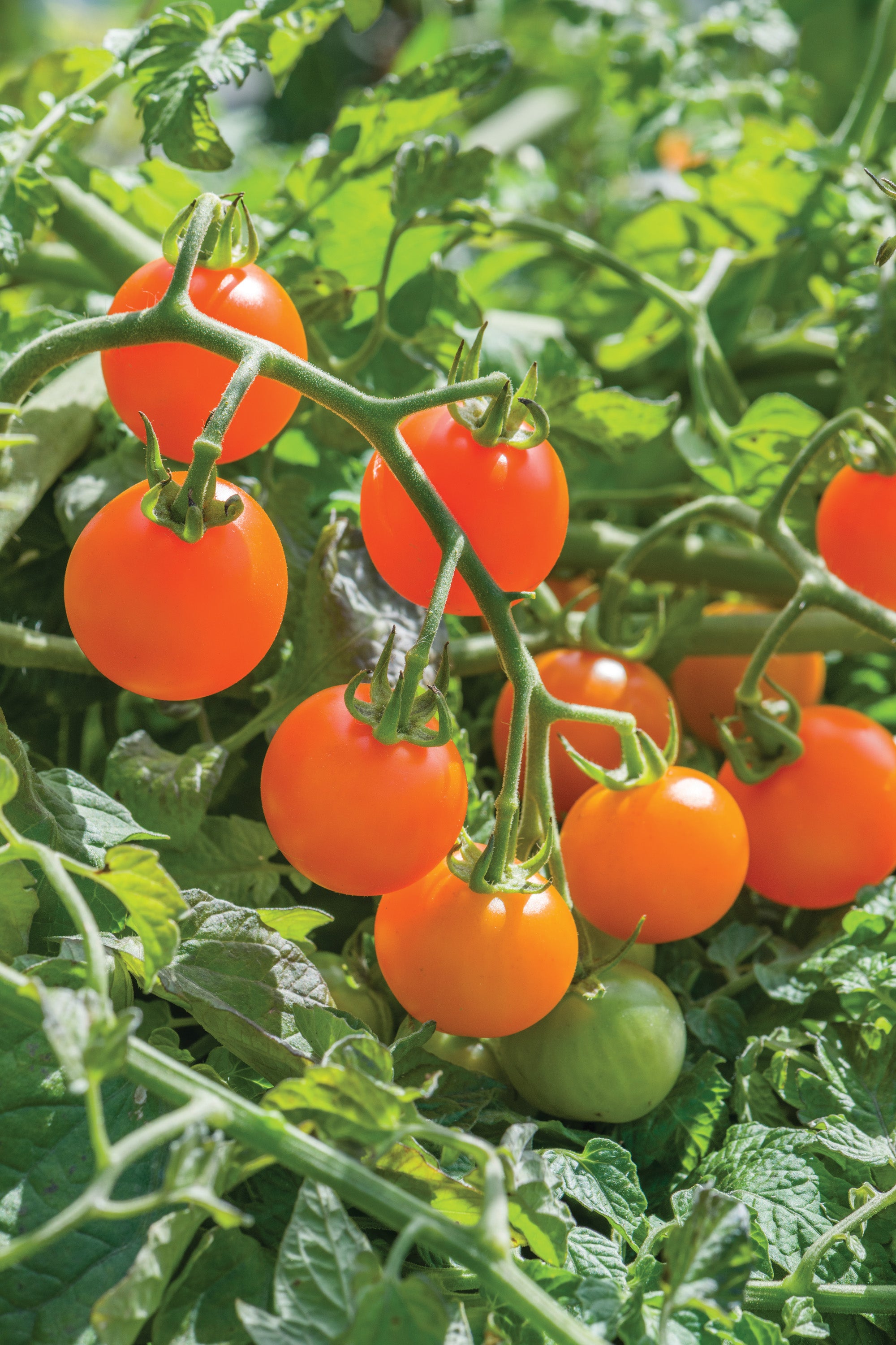 Tomato Sungold Supersweet