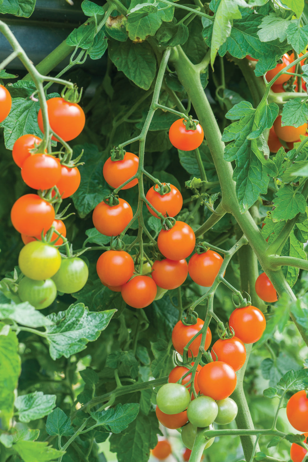 Tomato Sungold Supersweet