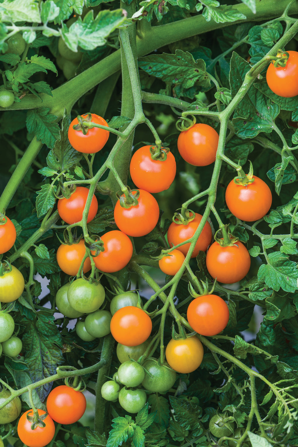 Tomato Sungold Supersweet