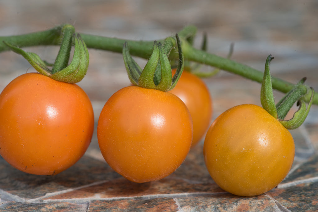 Tomato Honeycome