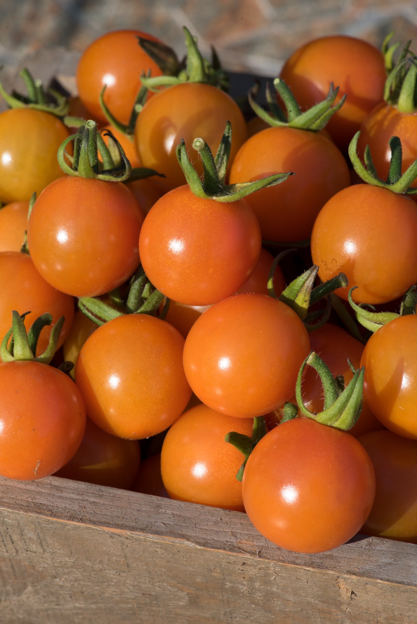 Tomato Honeycome