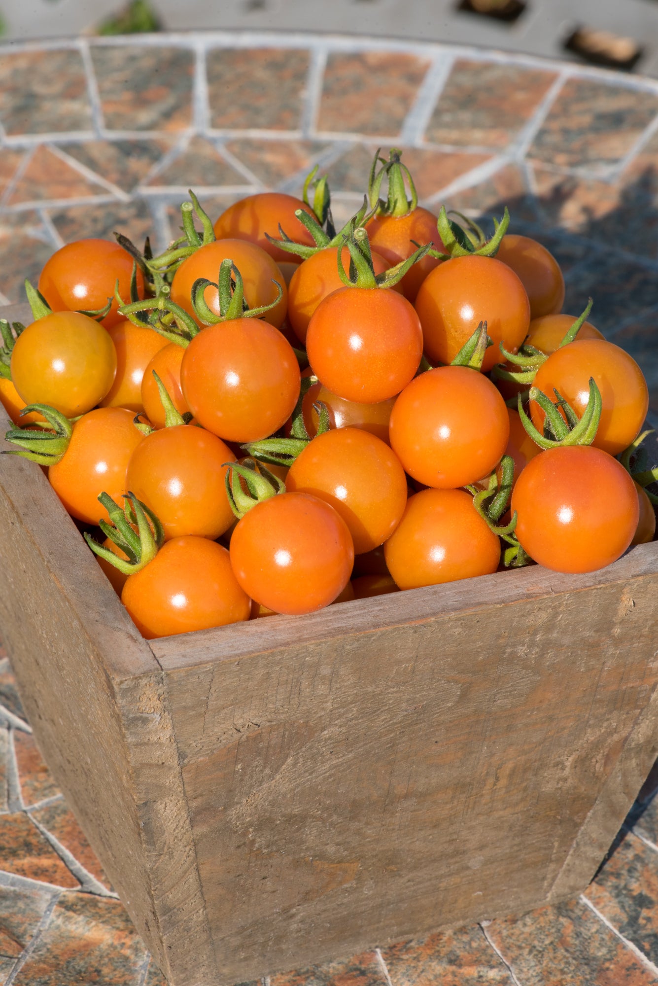 Tomato Honeycome