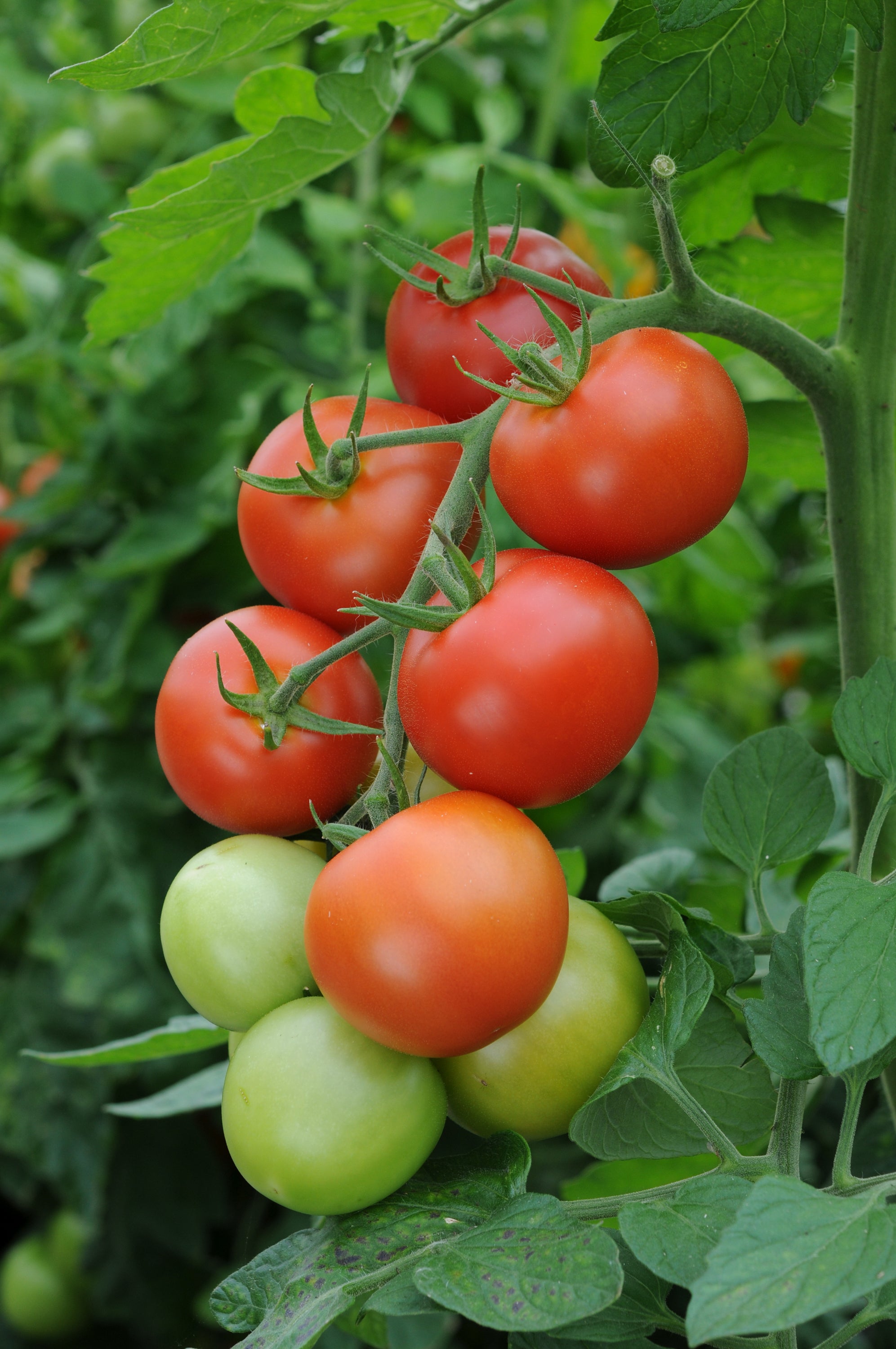 Tomato Moneymaker