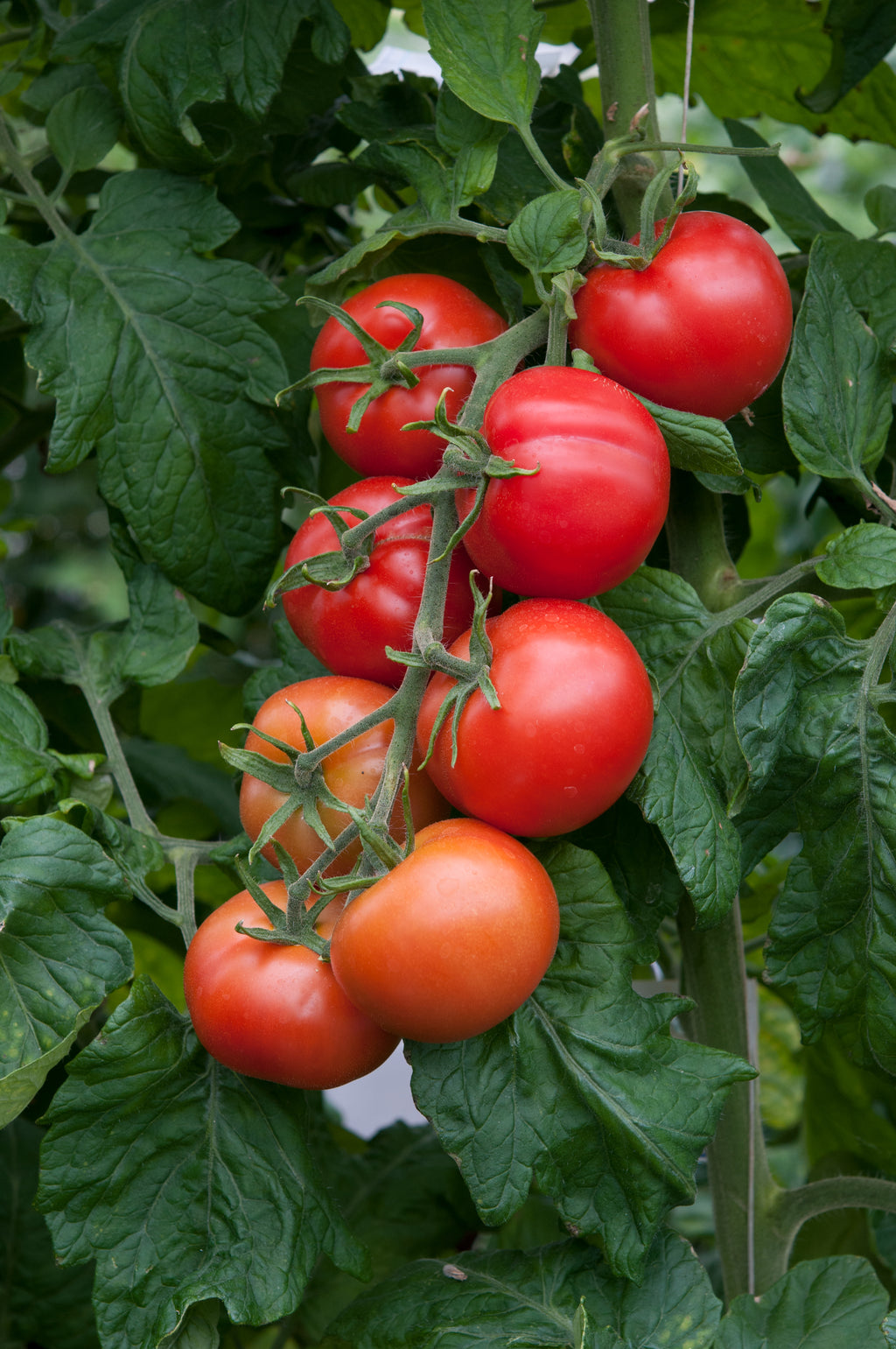 Tomato Shirley