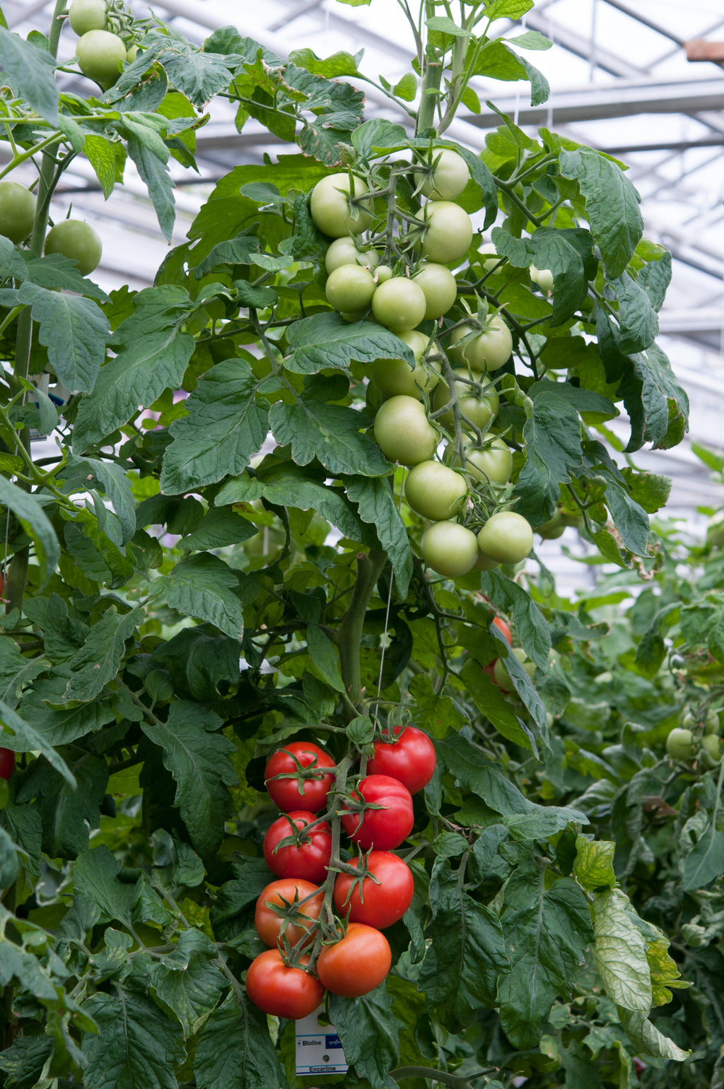 Tomato Shirley