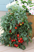 Tomato Tumbling Tom Red