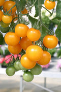 Tomato Tumbling Tom Yellow