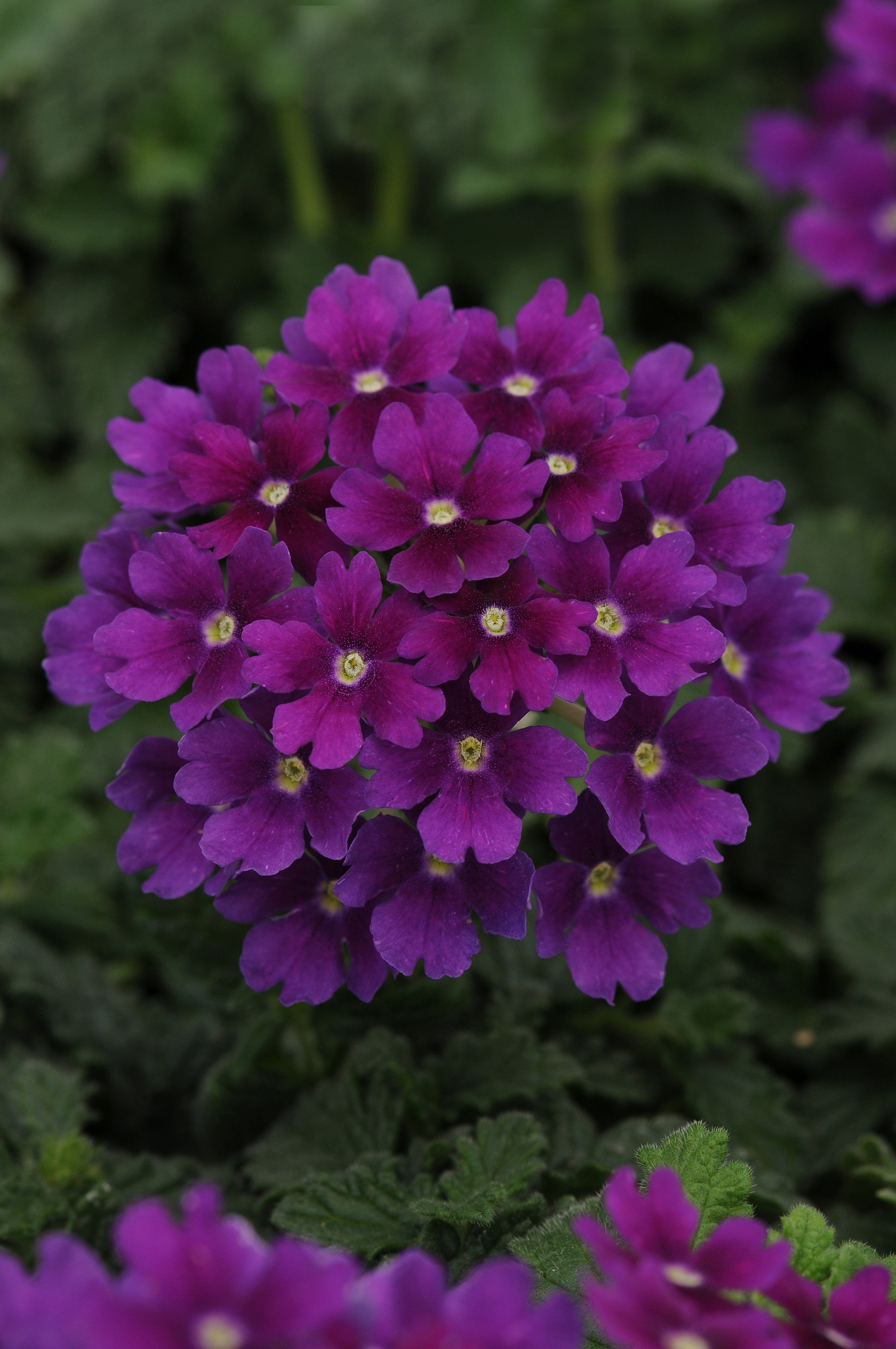 Verbena Endurascape Purple