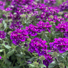 Verbena Endurascape Purple
