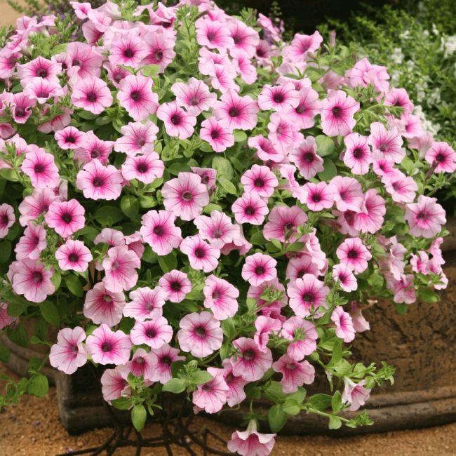 Petunia Surfina Pink Vein