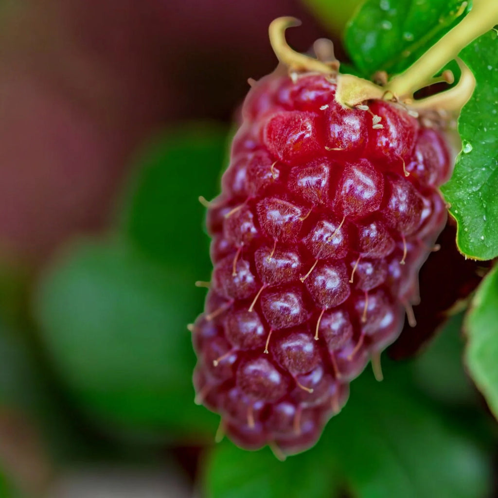 Tayberry Buckingham