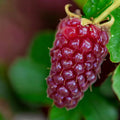 Tayberry Buckingham