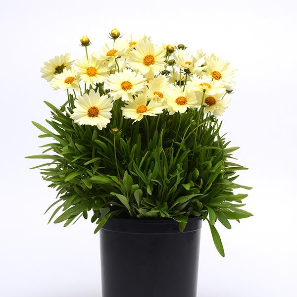 Coreopsis Uptick Cream