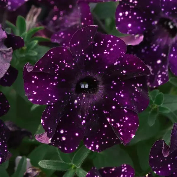 Petunia Midnight Sky
