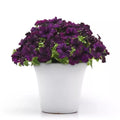 Petunia Midnight Sky
