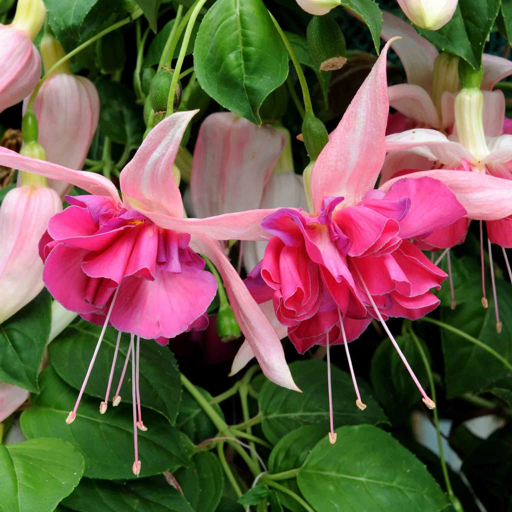Fuchsia Southern Belles Bella Rosella
