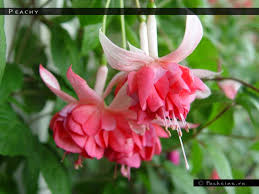 Fuchsia Southern Belles Peachy