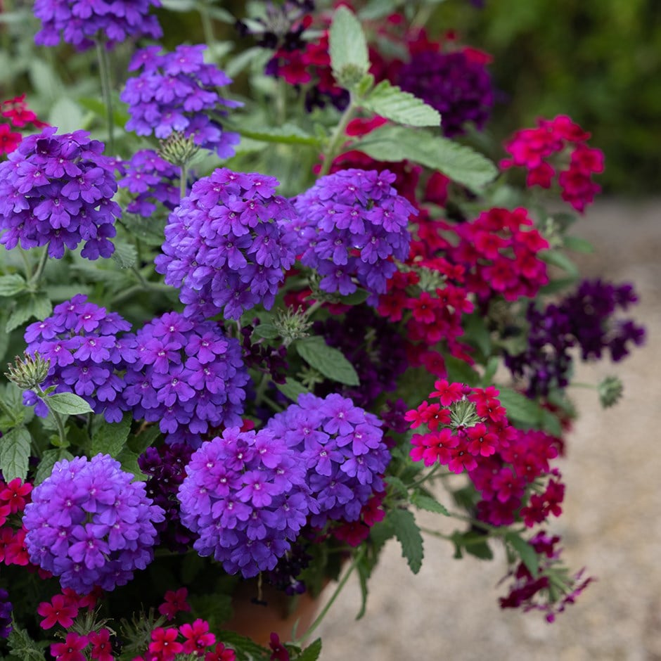 Verbena Endurascape Purple