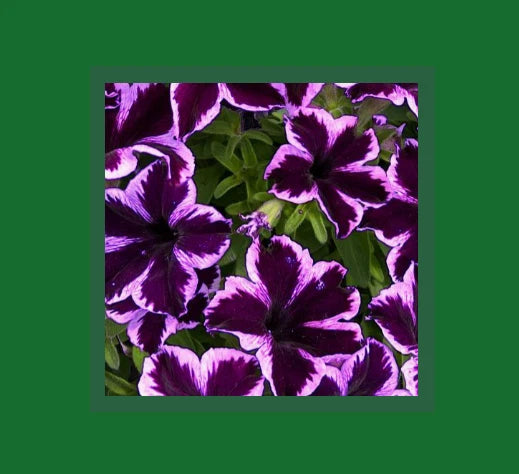 Petunia Go Tunia Cosmic Violet