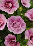 Calibrachoa Cabaret Double Pink