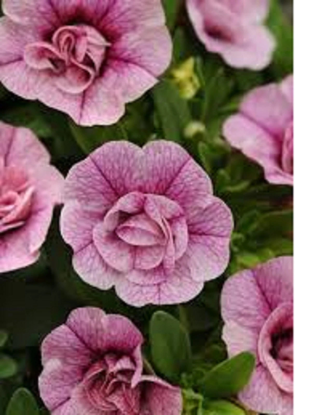 Calibrachoa Cabaret Double Pink