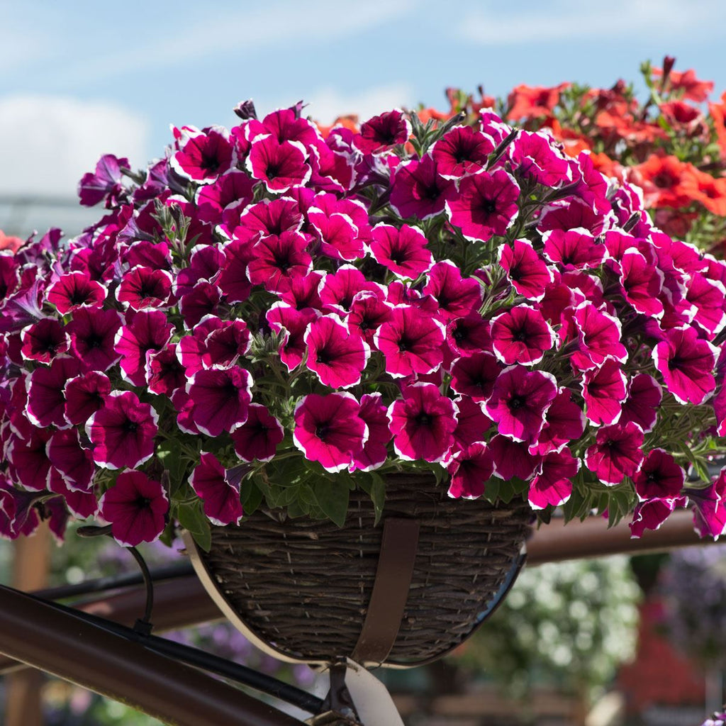 Petunia Cascadias Rim Cherry