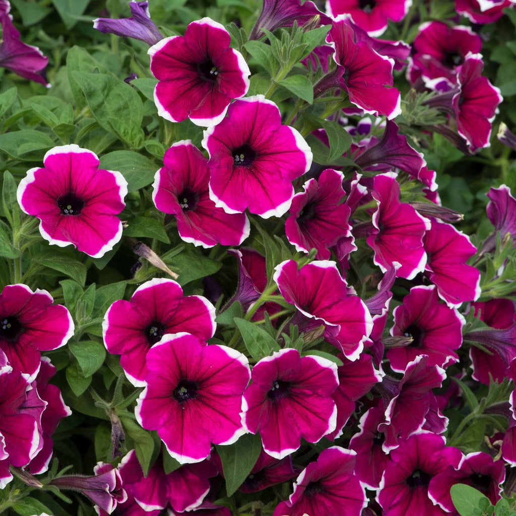 Petunia Cascadias Rim Cherry
