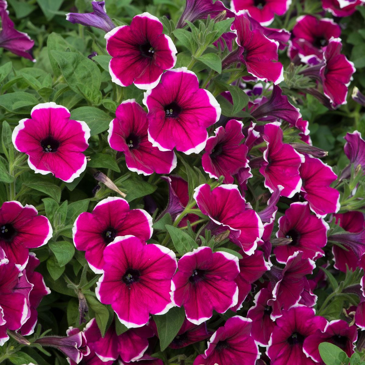 Petunia Cascadias Rim Cherry