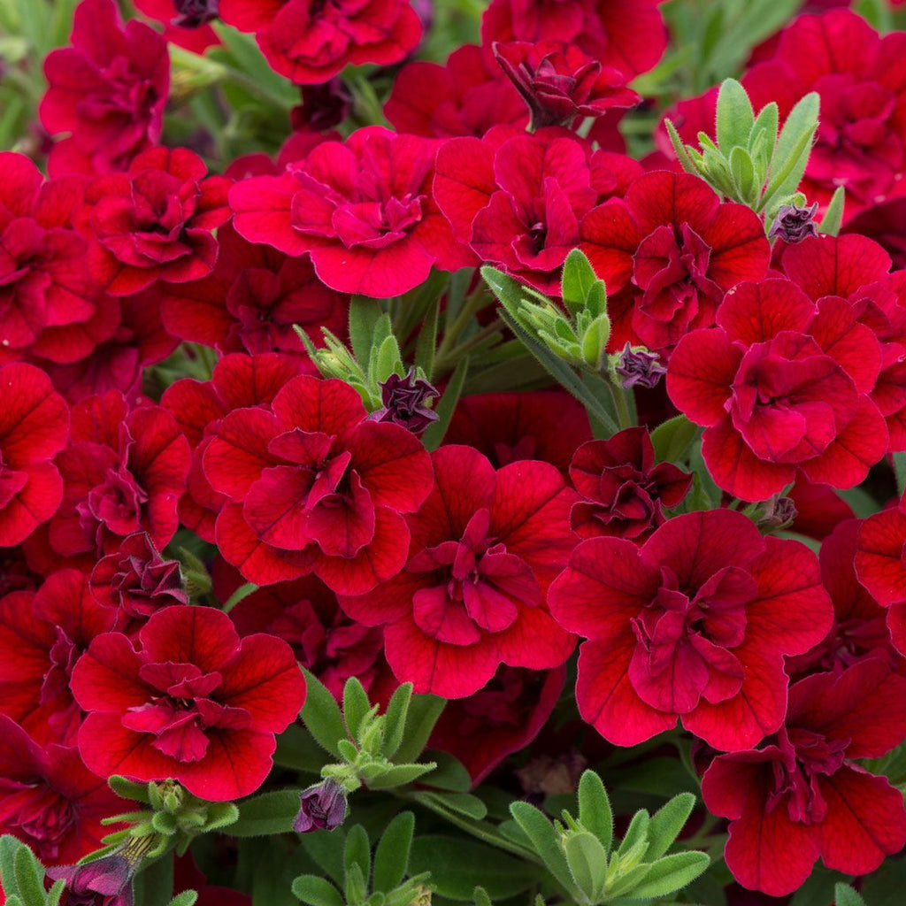 Calibrachoa Cabaret Double Red