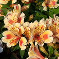Alstomeria Inticancha Sunset
