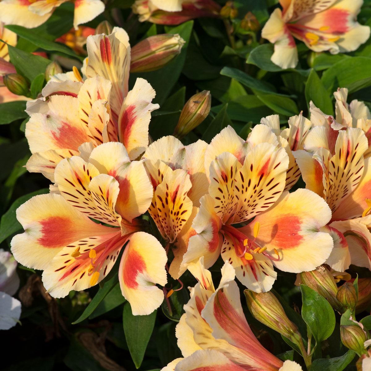 Alstomeria Inticancha Sunset
