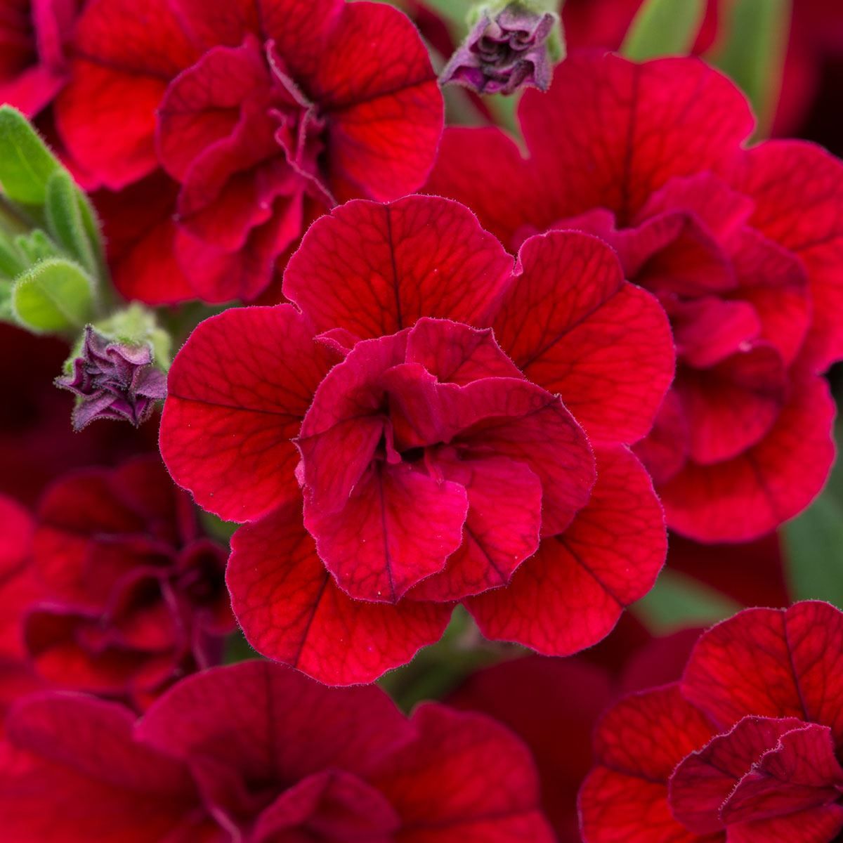 Calibrachoa Cabaret Double Red
