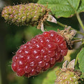 Loganberry Thornless
