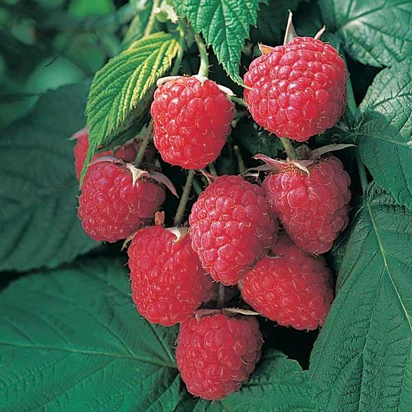 Raspberry Autumn Bliss