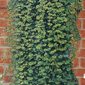 Indian Mint