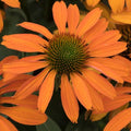 Echinacea Prima Saffron