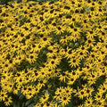 Rudbeckia Fulgida Little Goldstar
