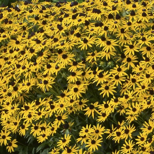 Rudbeckia Fulgida Little Goldstar