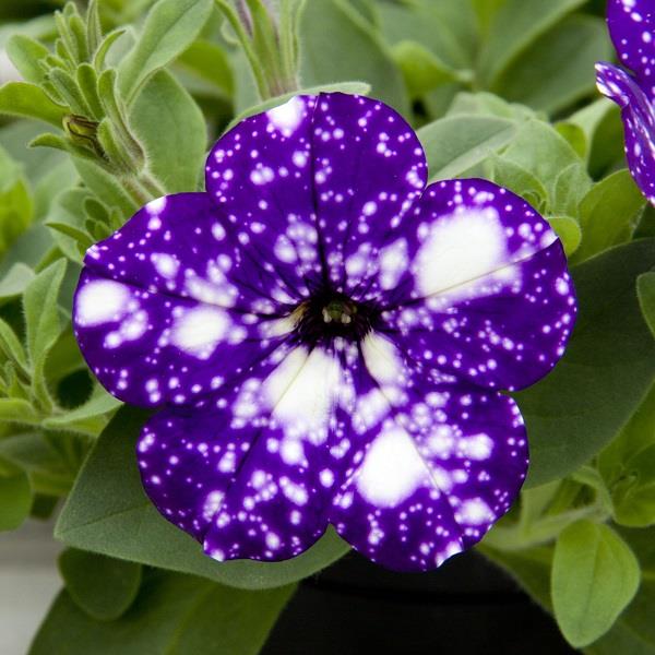 Petunia "Night Sky"