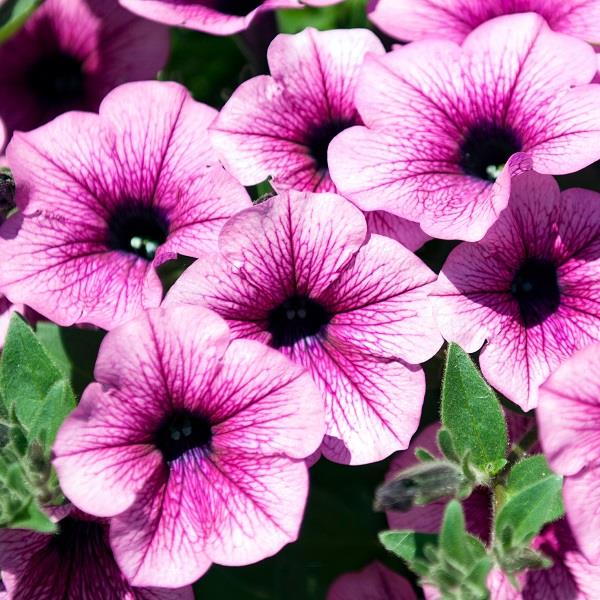 Petunia Surfina Pink Vein